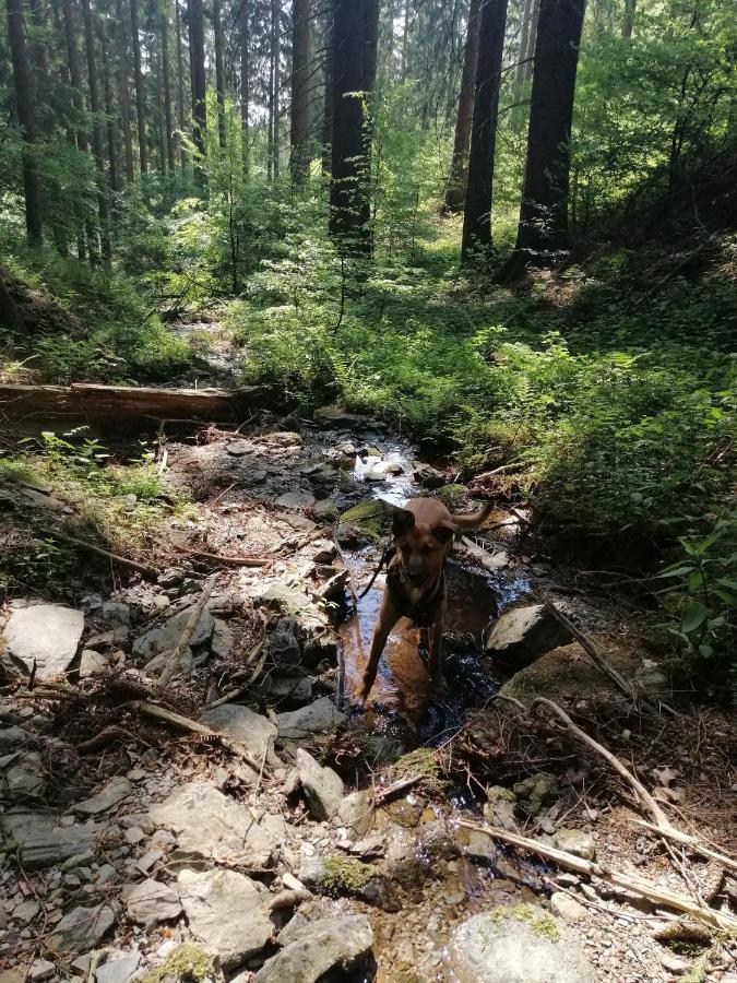 FeWo im schönen Sauerland Meschede Exterior foto